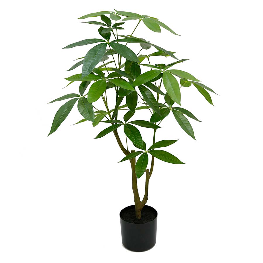 Planta arbol del dinero con maceta negra 90 cm