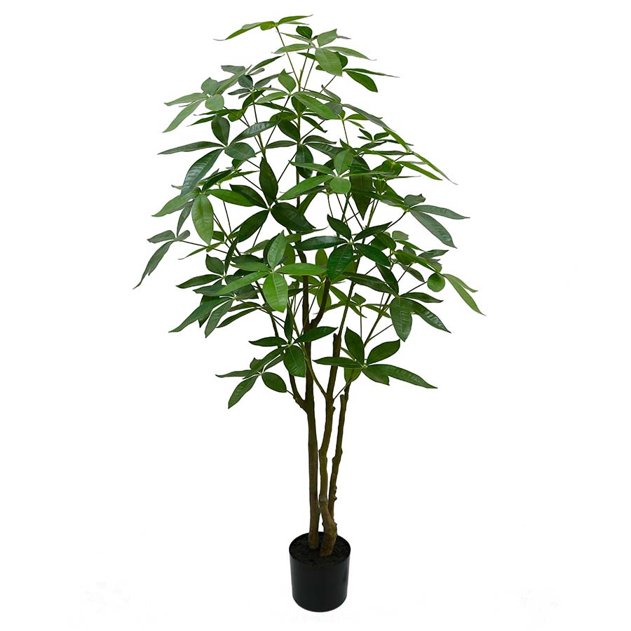 Planta arbol del dinero con maceta negra 150 cm